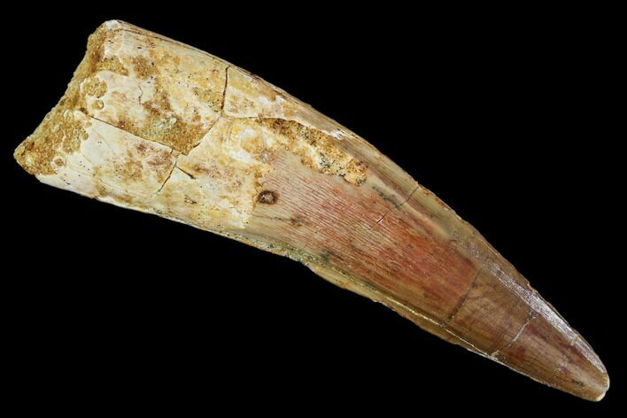 Real Spinosaurus Tooth - Nice Specimen #106072